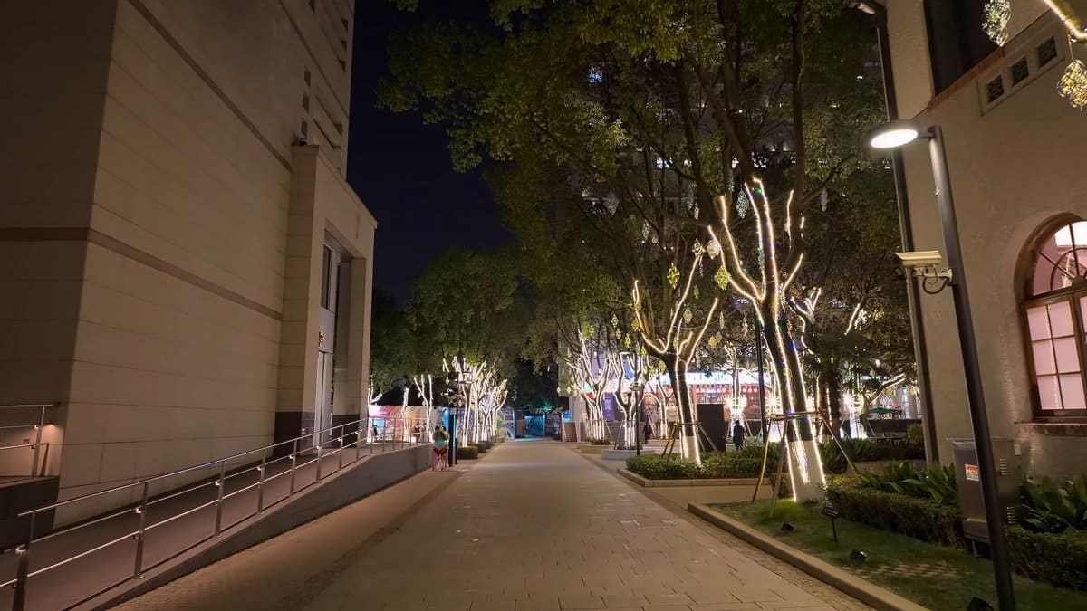 Lane of trees outlined in lights