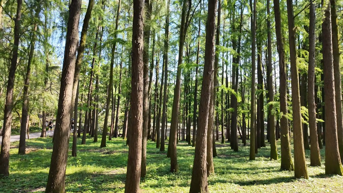 Light filtering through slender trunks