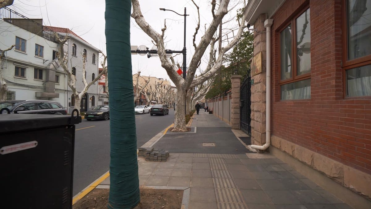 Lime-washed trunks along the kerb