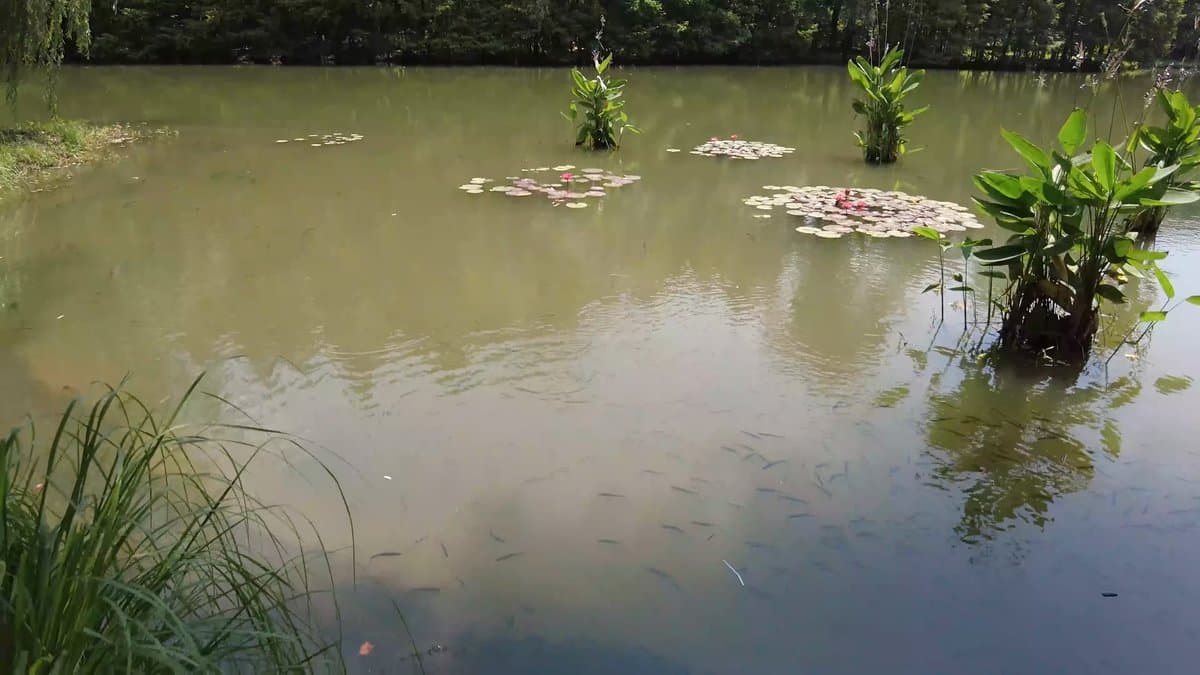 Lotus islets mirrored in pond