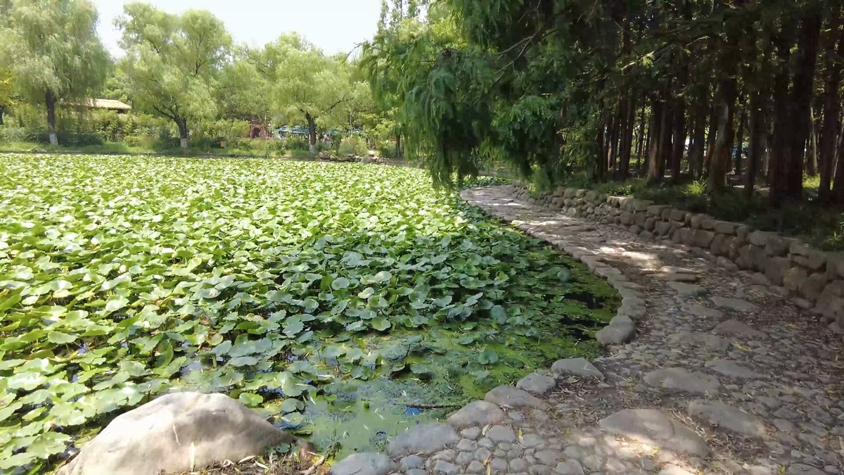 Lotus pond dense with leaves