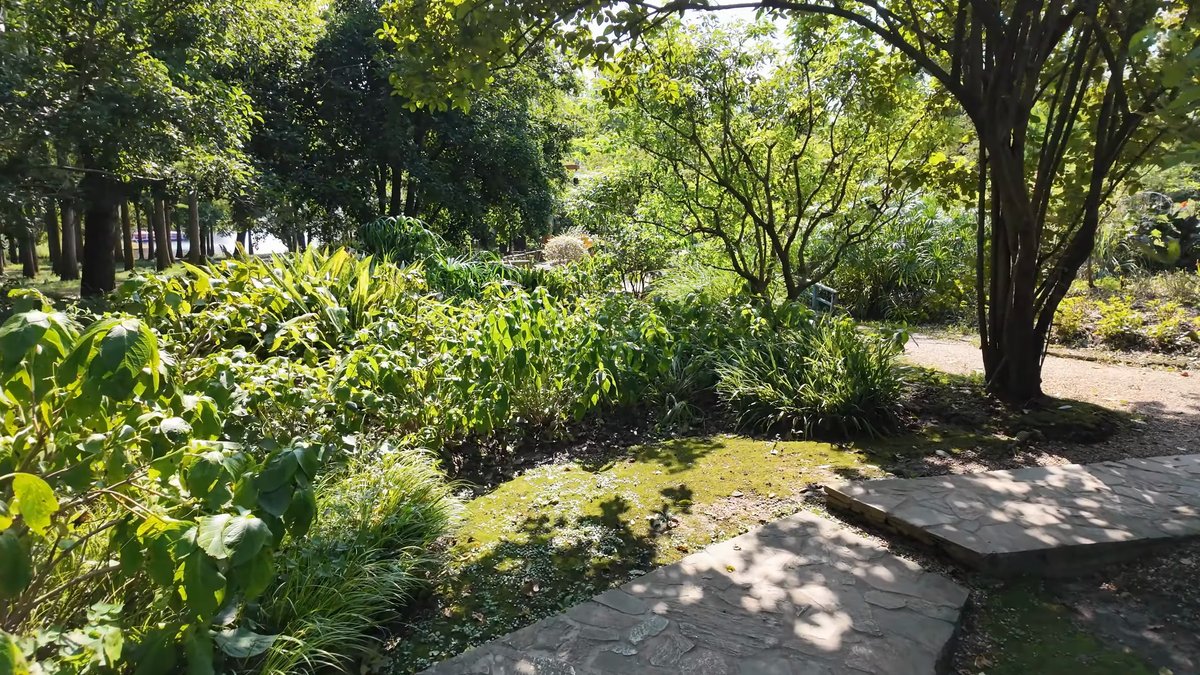 Lush leafy path through the garden