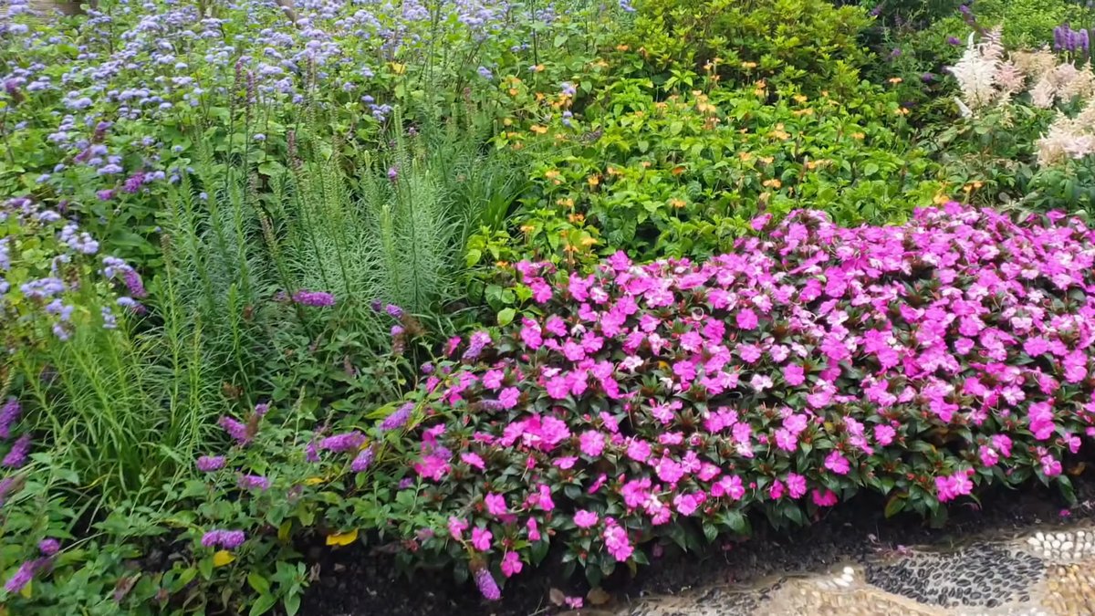 Magenta impatiens beneath tall grasses