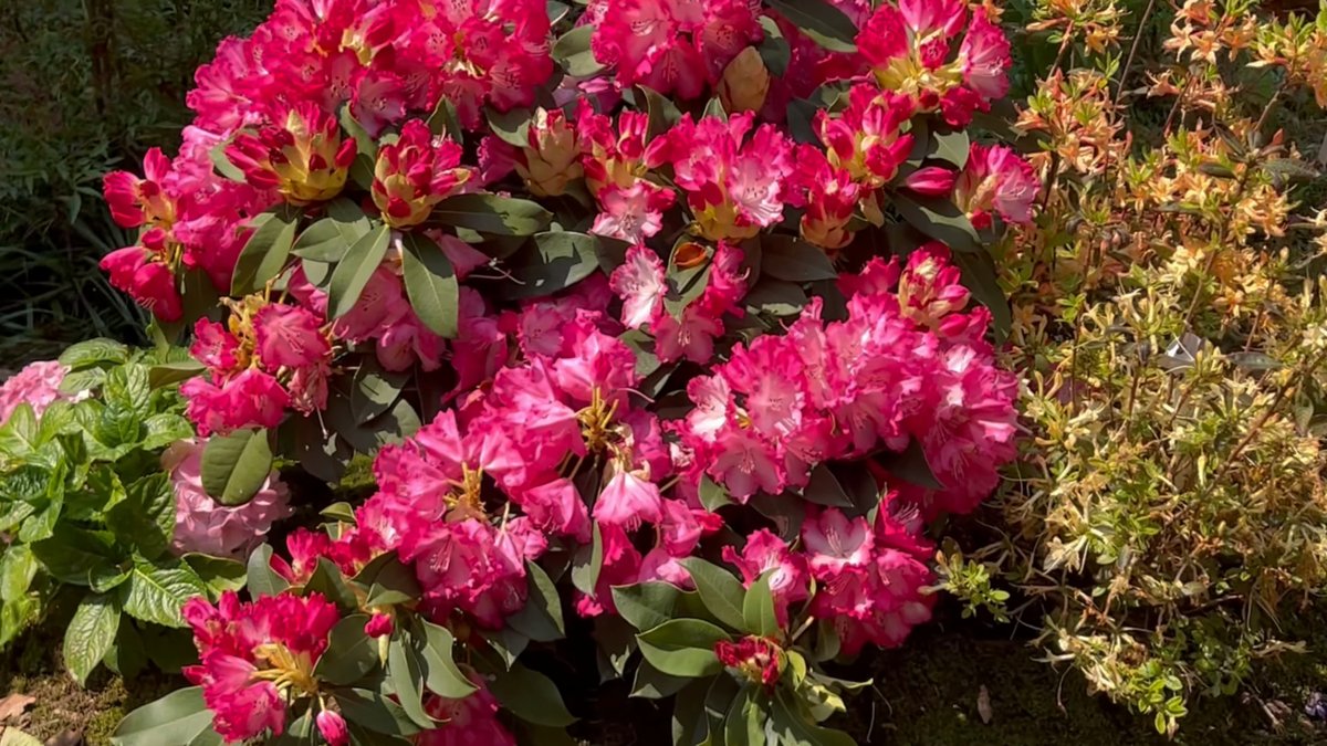 Magenta rhododendron trusses in bloom