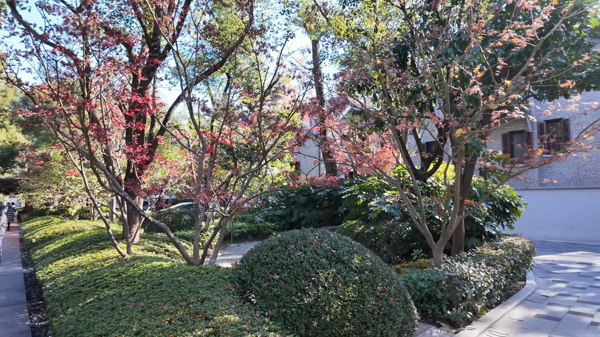 Maple among clipped garden shrubs