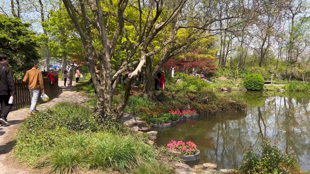 Maple leaning over garden pond