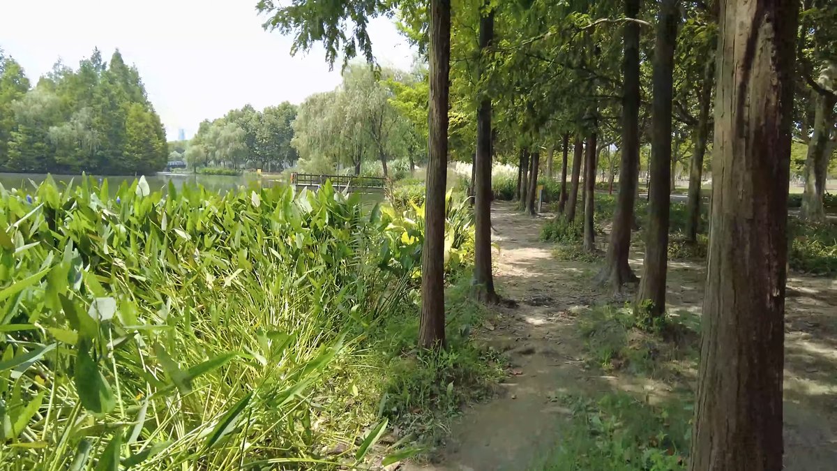 Marsh flowers beside wooded path