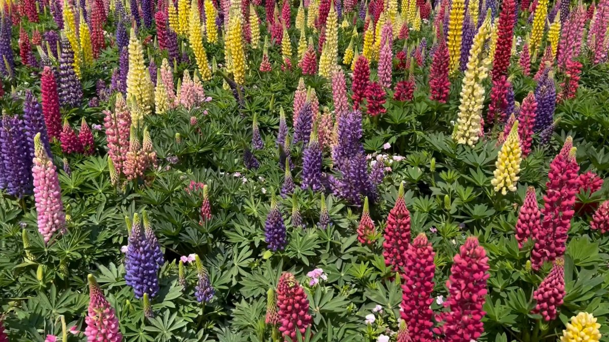 Massed lupins in full colour
