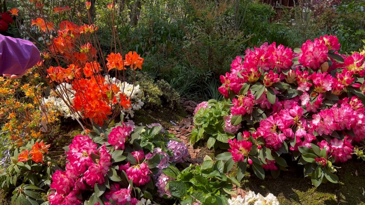 Massed orange and magenta azaleas