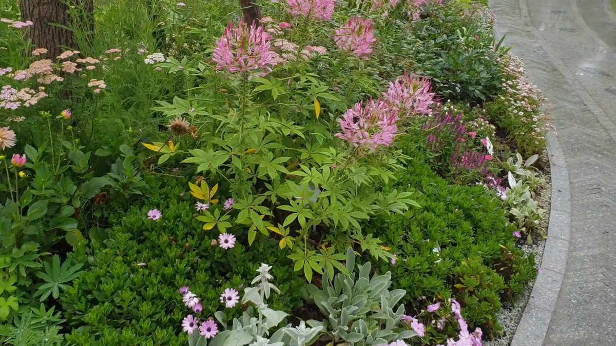 Mixed border of cleome and geraniums