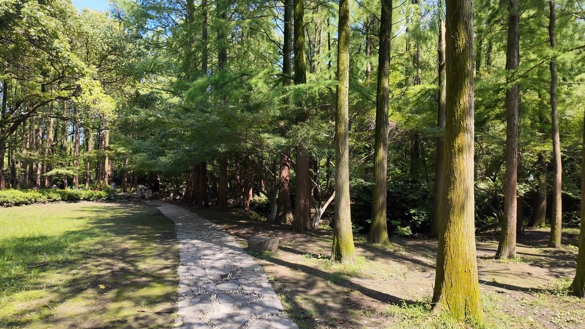 Mossy trail through dawn redwoods