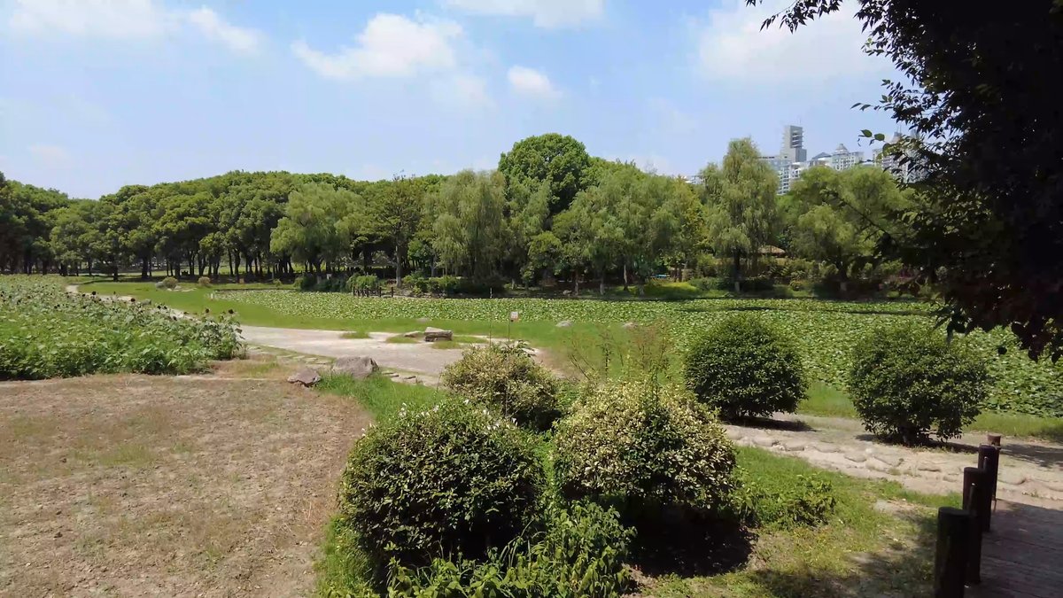 Open grassland with clipped shrub domes set among