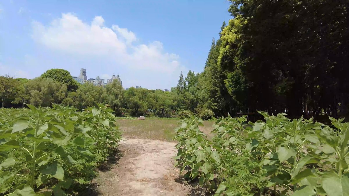 Open lawn with scattered trees