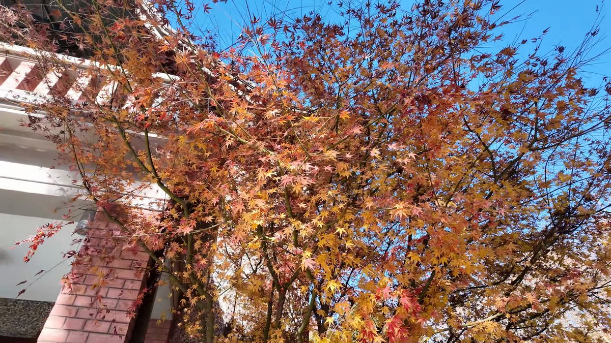 Orange maple against pale wall
