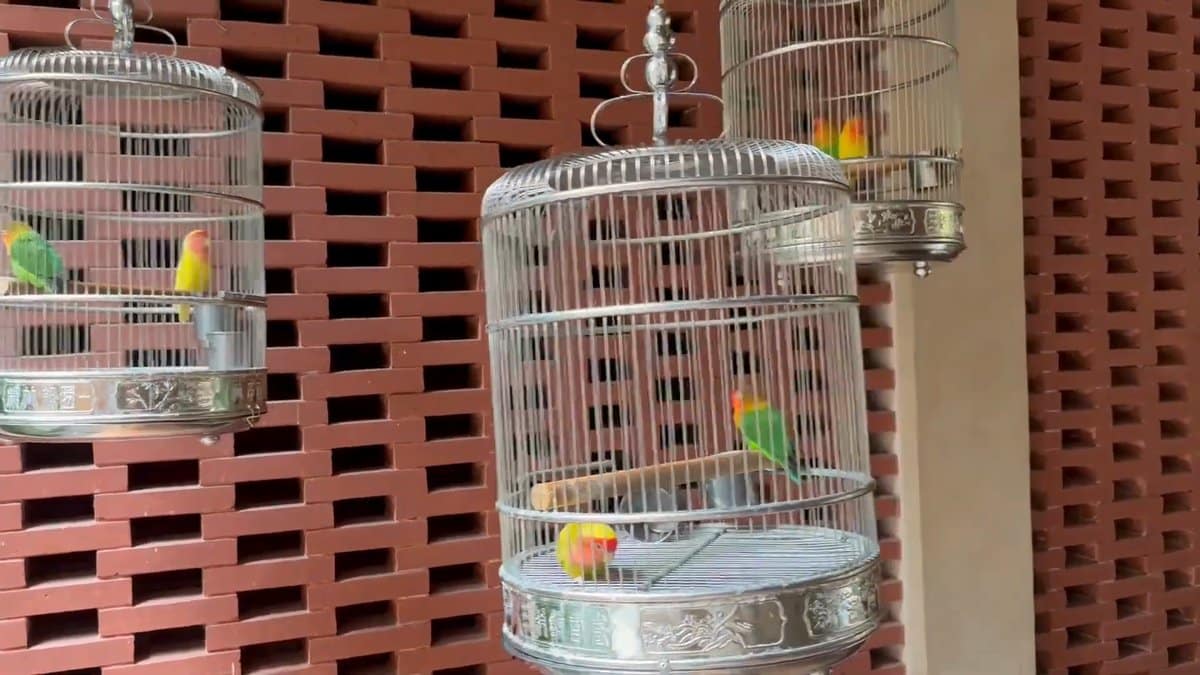 Parakeets in hanging birdcages