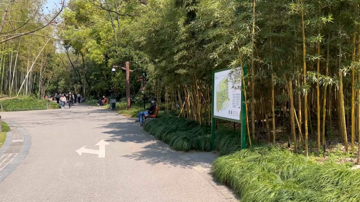 Path through a bamboo grove