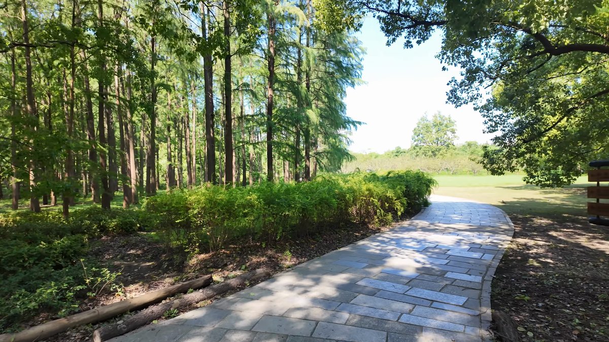 Path through tall straight conifers