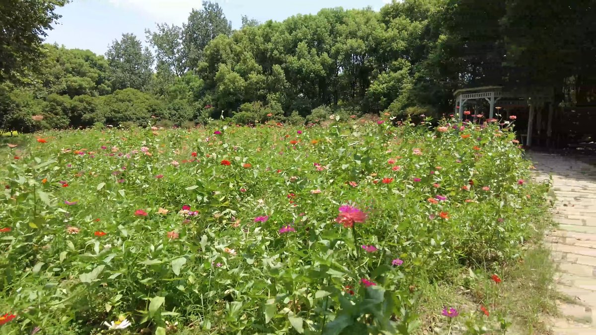 Pink and red zinnia meadow