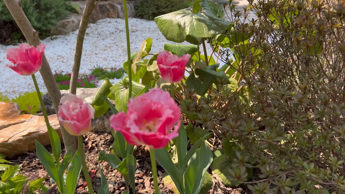 Pink tulips beside the pond