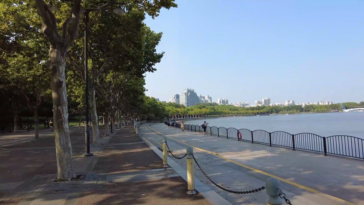 Plane trees along the promenade