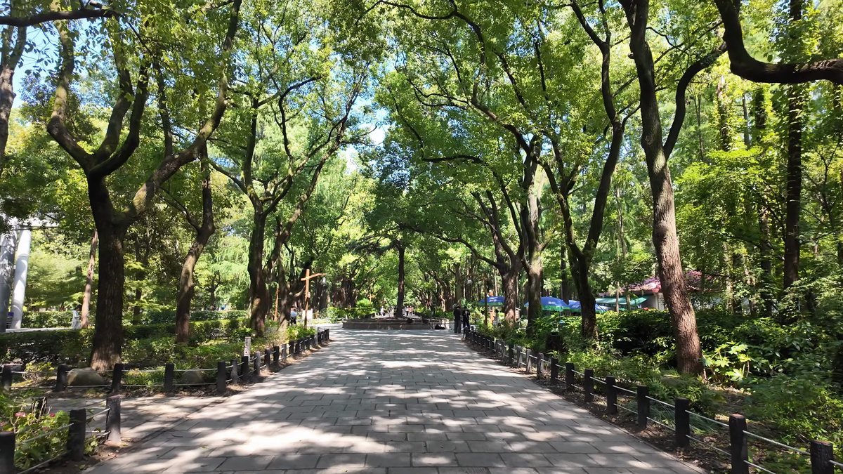Plane trees lining the park avenue