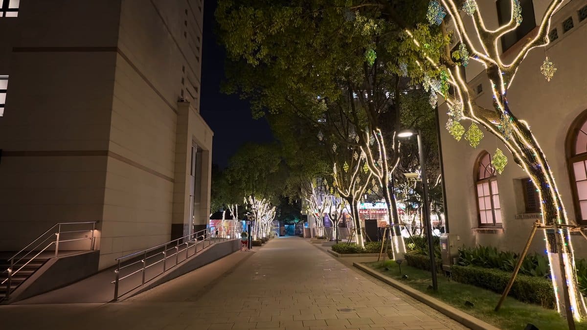 Plane trees wrapped in fairy lights
