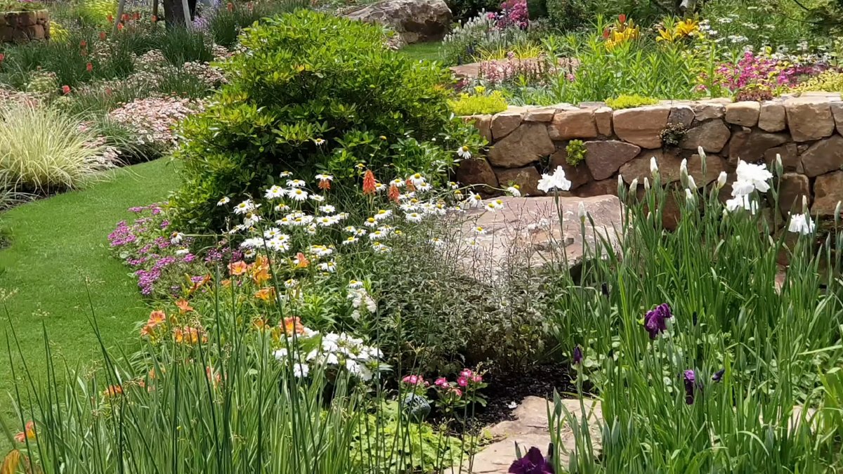 Planted bank with irises and daisies