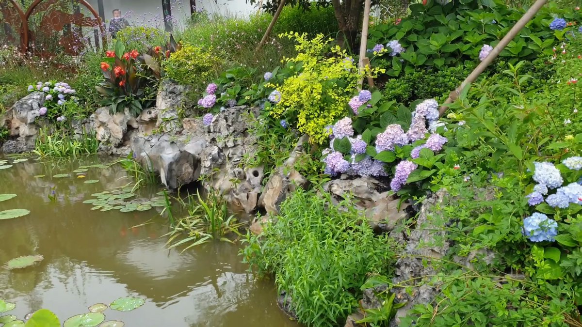 Pond edge with hydrangeas and ferns