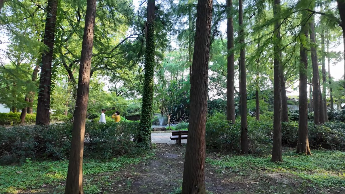 Quiet bench in the redwood grove