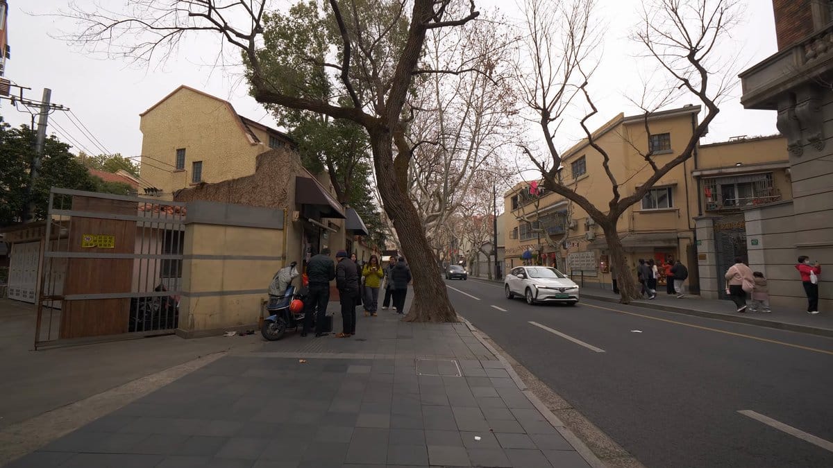 Quiet side street plane trees