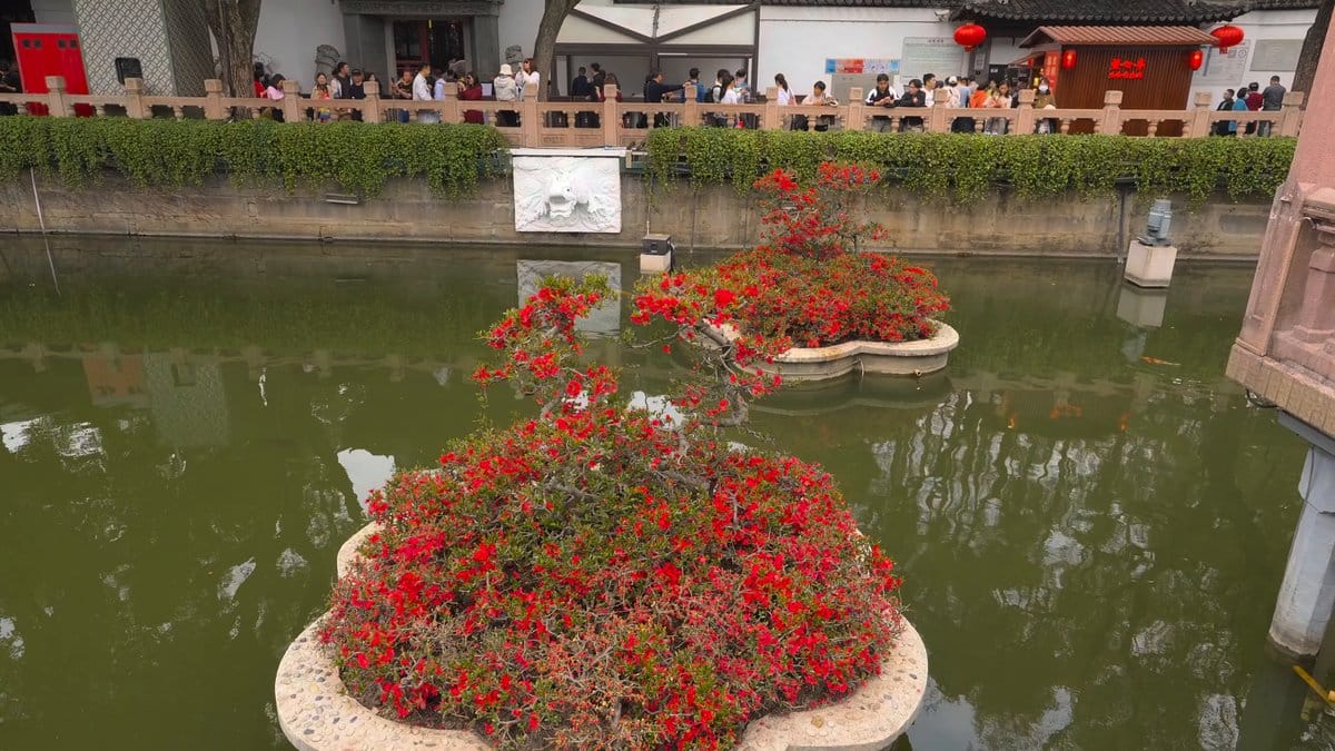 Red azaleas floating on the pond
