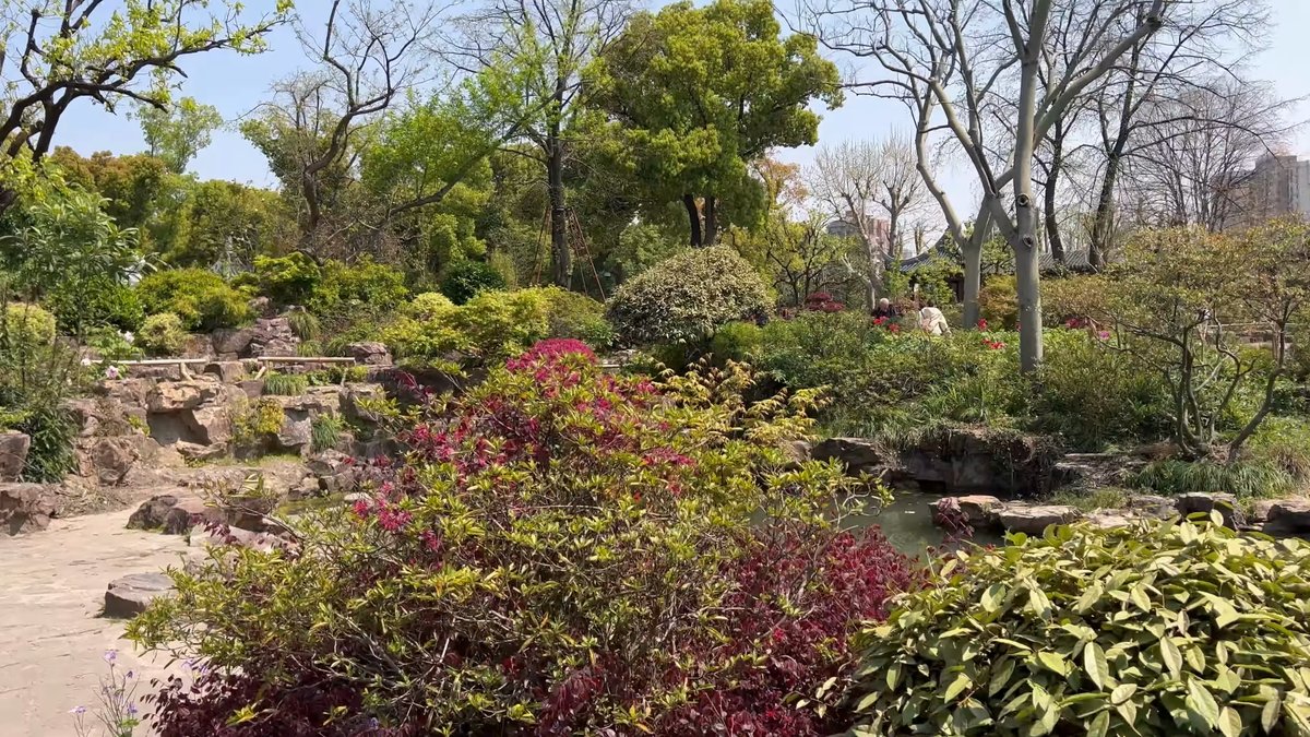 Red maple in the rock garden