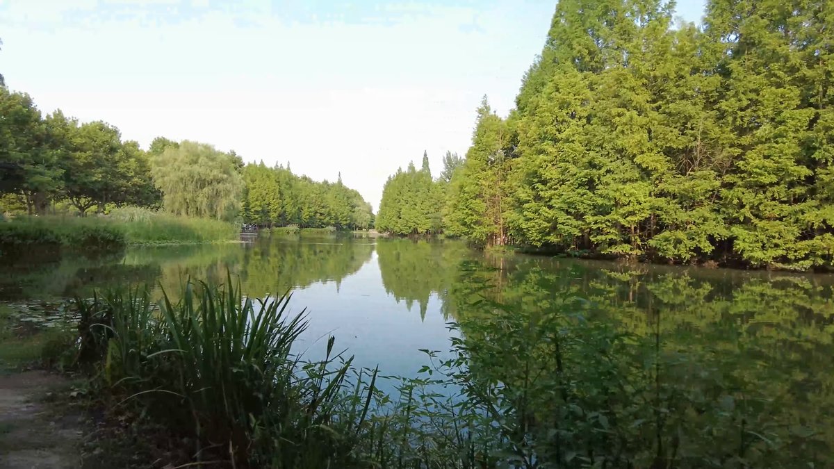 Reeds and cypress mirrored in water