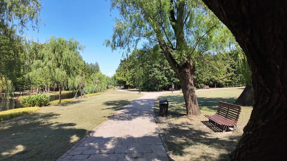 Shady lawn beneath weeping willows