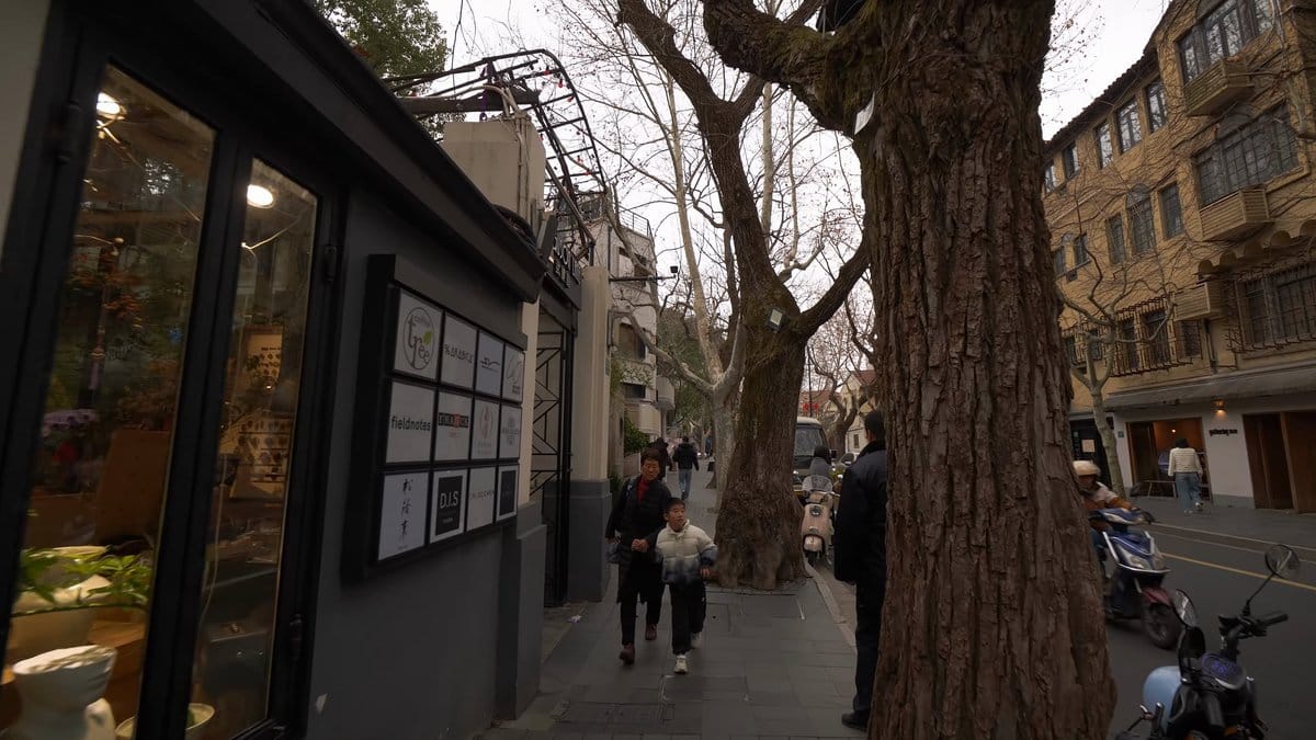 Shopfront beneath giant plane tree