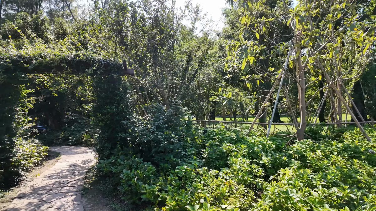 The gravel path running between hedges toward a