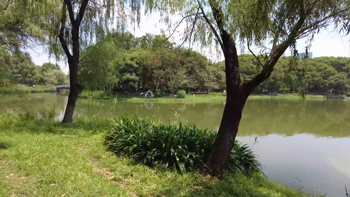 The lake shore with willows and a clump