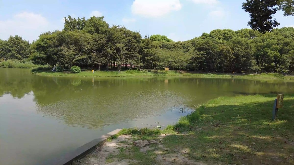 The lake with a grassy shore in the