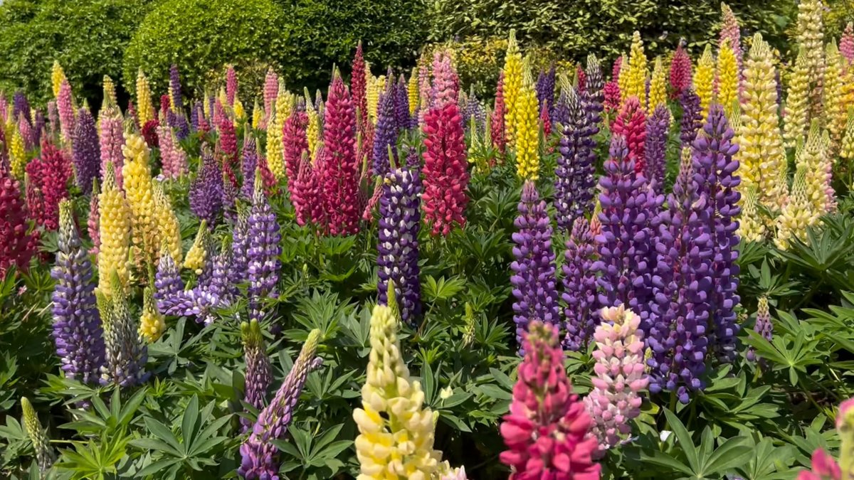 The lupin planting from closer in, the colour