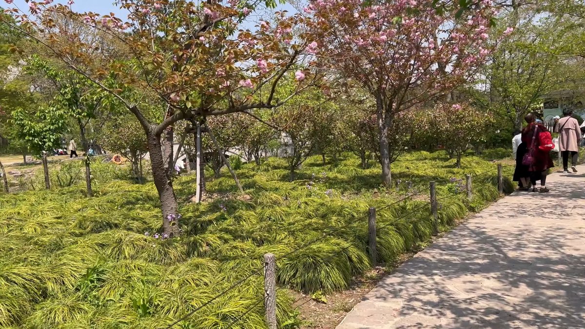 The path continuing between the cherry trees and