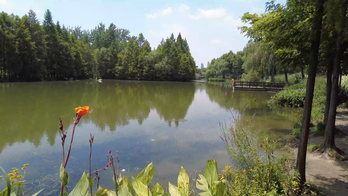 The pond with a red flower spike in