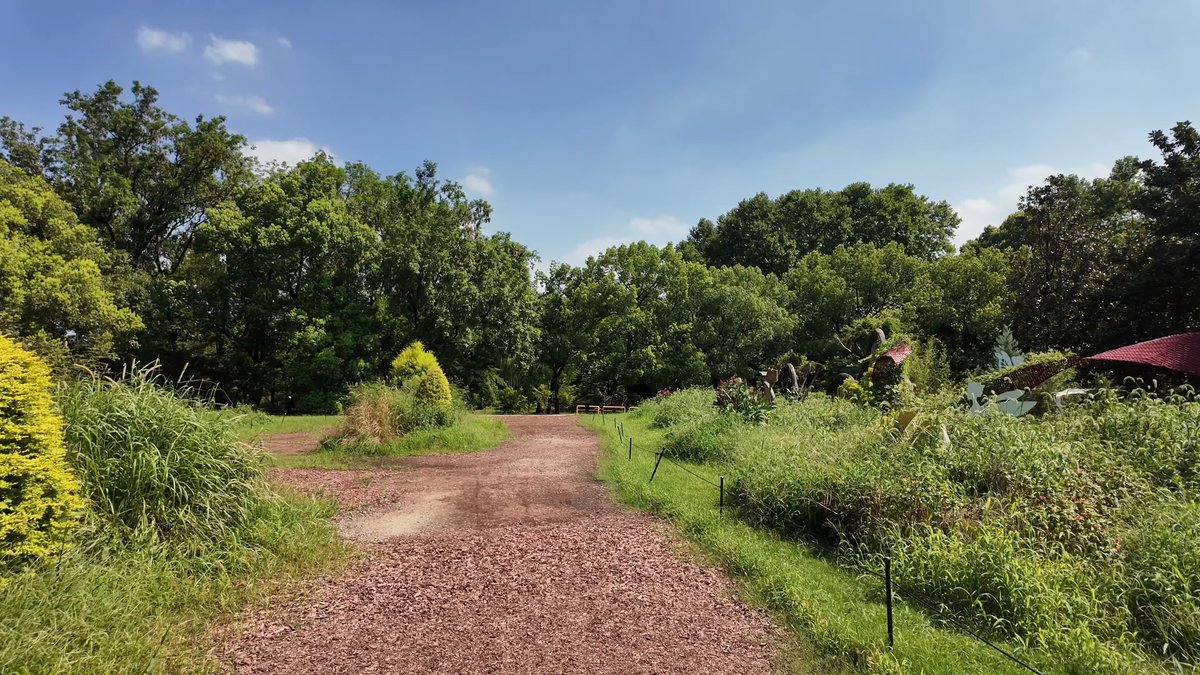 The red track forking through the scrub, the