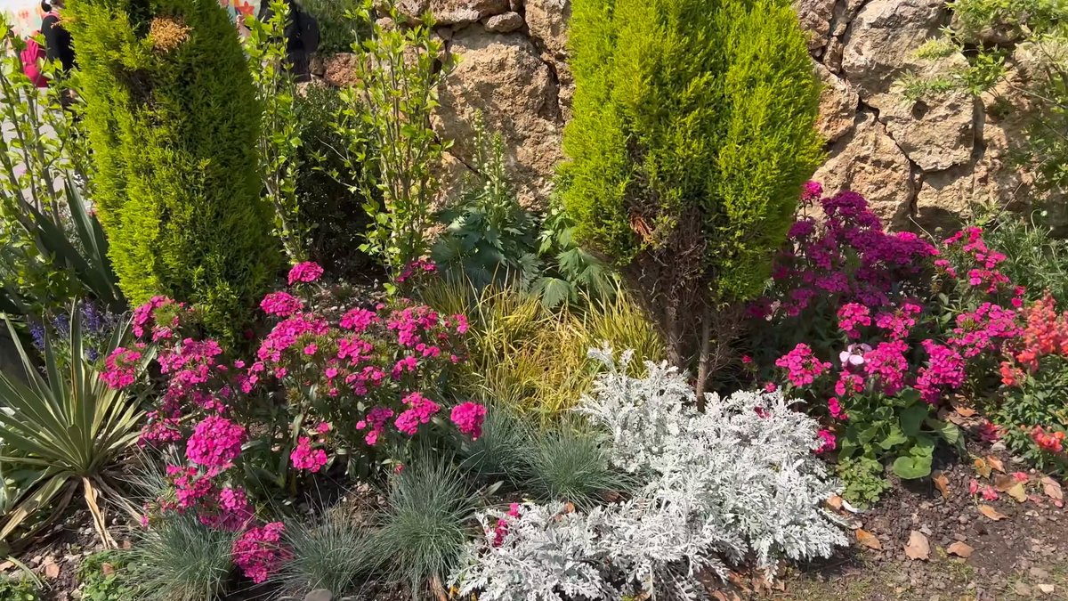 The rock garden with magenta flowers and silver