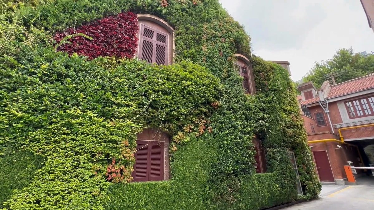 The same creeper-covered wall from the corner, the