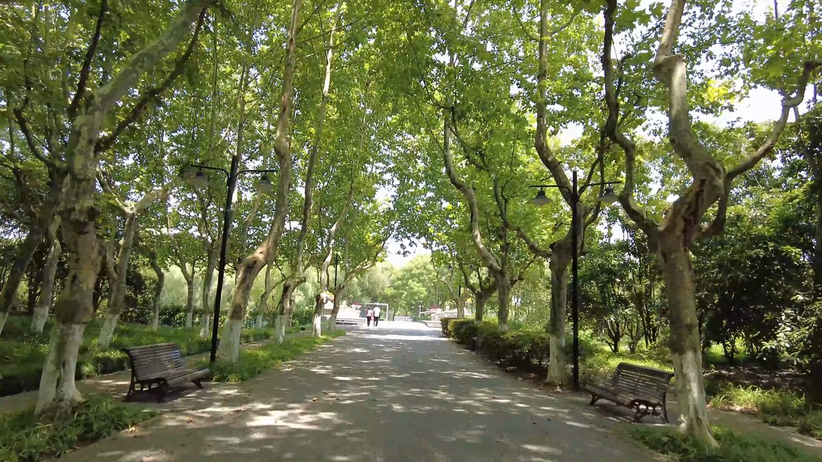 The tree-lined avenue with benches set along the