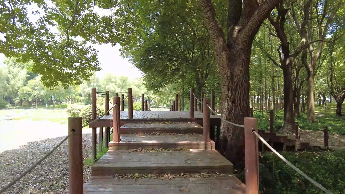 Timber boardwalk beneath plane trees