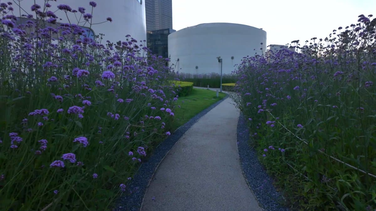 Verbena path to the drum museum