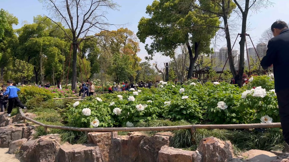 Visitors among flowering peony beds