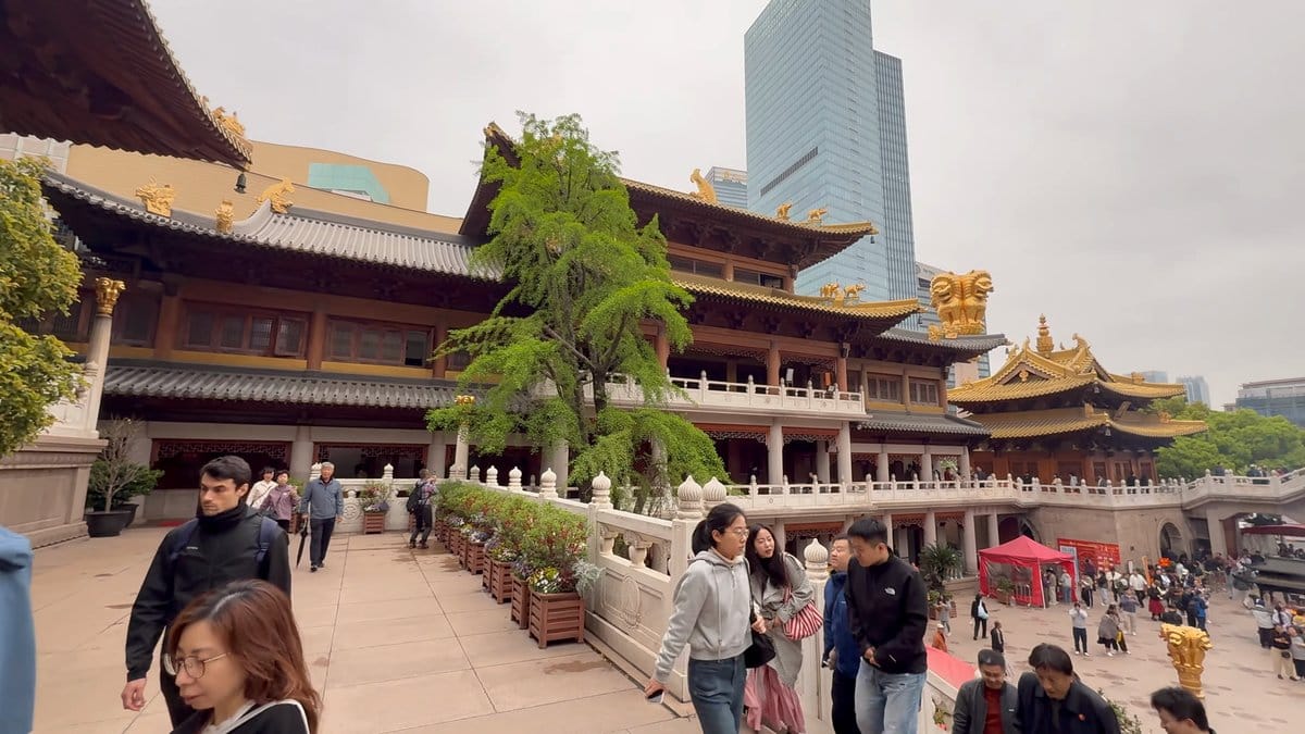 Visitors crossing the courtyard between the halls, pines