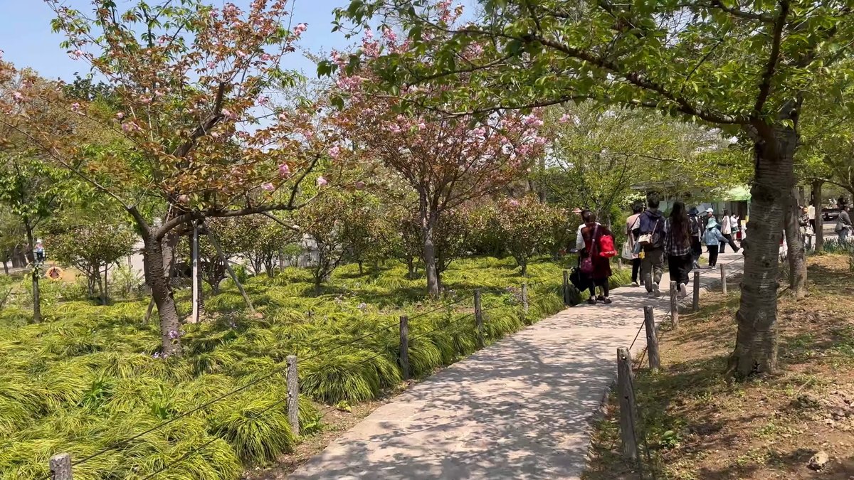 Walking the cherry tree avenue